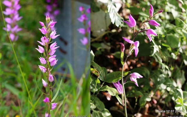 Cephalanthera rubra  o ibrido ????